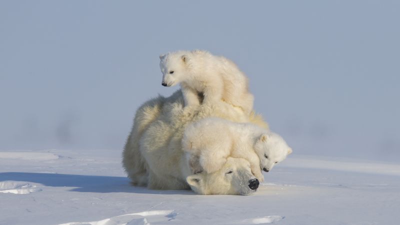 Какие животные наиболее популярны для фотографий